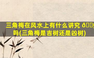 三角梅在风水上有什么讲究 🐧 吗(三角梅是吉树还是凶树)